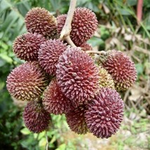 FROM US Exotic Fruit Tree Seedlings 6”- 12” Nephelium mutabile (PULASAN)... - £37.48 GBP