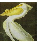 White Pelican Bird 1946 Color Art Print John James Audubon Nature DWV2C - $54.45 CAD