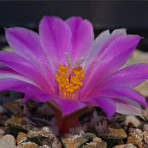 100Seeds Purple Raw Lithops Seed, Beautiful Balcony Potted Flowers - £23.75 GBP