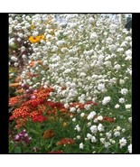 MX Baby'S Breath Flower 100 Seeds White Gypsophila Elegans Boquets Bulk ... - $10.09