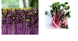 Triton Purple Radish Microgreen Seeds - Fresh Garden Seeds - Free Shipping - £14.42 GBP+