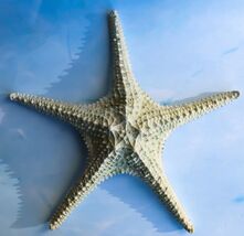 Jumbo Ocean Coral Sea Star Shell Starfish Statue 11&quot;L Nautical Coastal D... - €26,60 EUR