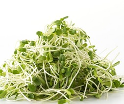 AW American Purple Top Rutabaga Microgreen Seeds Heirloom Non-Gmo Sprout... - $9.78