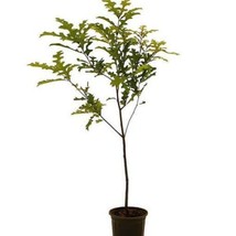 SEPTH Quercus Shumardii 5 Gallon Pot Shumard Oak Schneck oak spotted oak Live Pl - $94.49