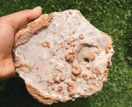 Cretaceous Douvilleiceras And Gastropods Fossil Plate From Morocco Marin... - $35.64