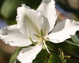 Bauhinia Variegata alba (White Orchid Tree) 10 seeds - £1.48 GBP