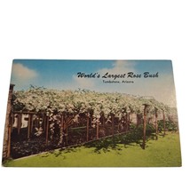 Postcard World&#39;s Largest Rose Bush Tombstone Arizona Chrome Unposted - £5.51 GBP