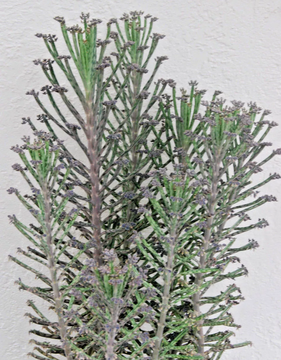 Kalanchoe Bryophyllum Tubiflora - Mother of Thousands Chandelier House P... - $23.27 CAD