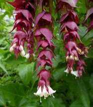 Himalayan Honeysuckle  250 Seeds  Leycesteria formosa - $231.96 MXN