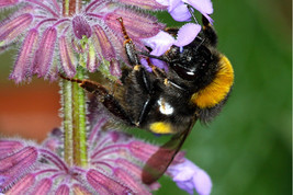 PWO Salvia Napifolia - Turkish Sage seed - £2.48 GBP