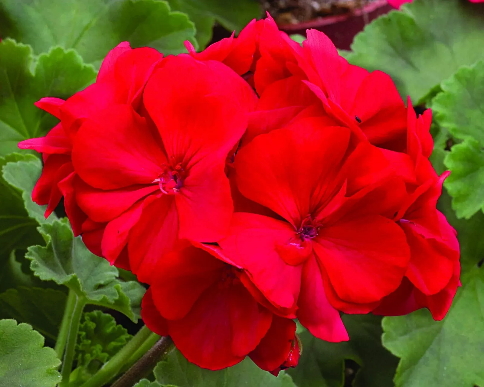 Pelargonium Hortorum Zonal Geranium ~ FIDELITY DARK RED ~(3)6” Unrooted ... - $37.00