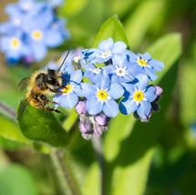 Fresh Seeds USA 100 Forget Me Not Seeds - Early Bloom - - NON GMO -------------  - £4.32 GBP