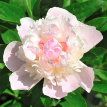 1 Peony Shirley Temple Bareroot/Division - For Your Garden  - £36.82 GBP