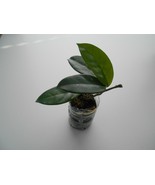 Hoya Carnosa, Wax Plant, Beautiful Porcelain Flower Blooms - Great House... - $353.23 MXN