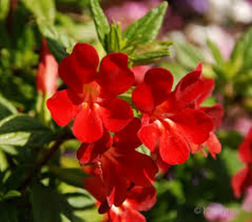100 Seeds Mimulus Monkey Flower Red - £7.69 GBP