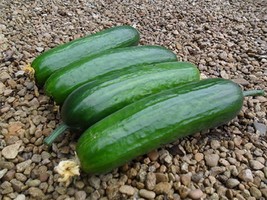 Cucumber Seeds - Diva Hybrid - Gardening - Outdoor Living Free Shipping - £23.14 GBP