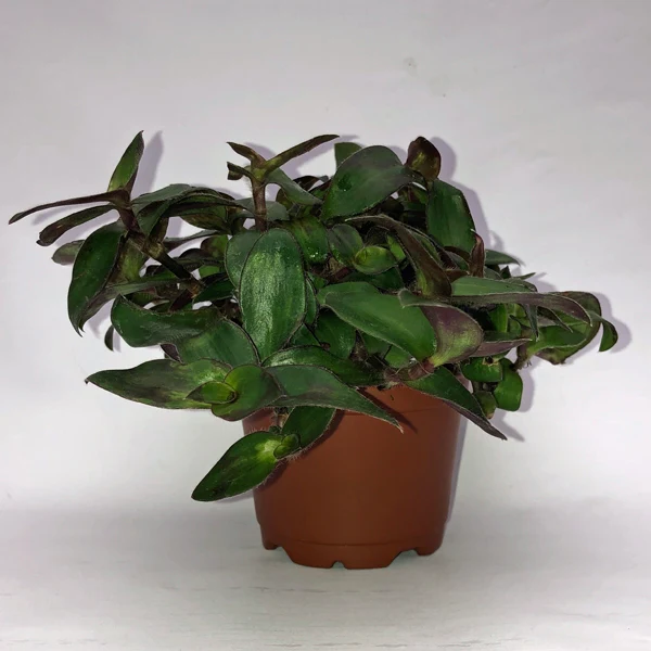 CLK Belosynapsis Ciliata 3.5 until 4 Inch Pot USA Seller - £13.52 GBP