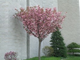 2 Kwanzan Flowering Cherry trees 2.5" pots image 2