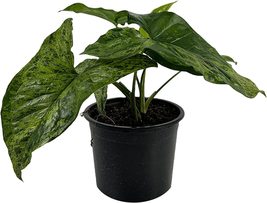 Syngonium Podophyllum Mojito by LEAL PLANTS ECUADOR | Rare Variegated Pl... - £15.66 GBP