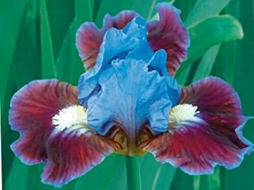 Iris Flower Blue Red Plants 25 Seed Garden - $10.98