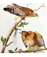 Red Shouldered Hawk Bird Print 1946 Color Art John James Audubon Nature ... - $55.48 CAD