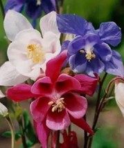 25 Red, White And Blue Star Mix Aquilegia Columbine Seeds Perennial Flower - £14.40 GBP