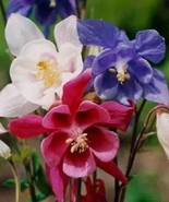 25 Red, White And Blue Star Mix Aquilegia Columbine Seeds Perennial Flower - £14.06 GBP