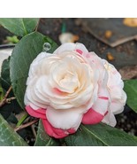APRIL DAWN Bicolor Bloom Camellia Japonica Live Starter Plant - $62.90 CAD