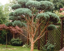 Pinus Sylvestris (Scots Pine Austrian) 15 seeds - £1.11 GBP