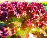 Lettuce Seed Selway Lettuce 500 Seeds Cimarron  Boston Red Salad Bowl Fa... - $8.99