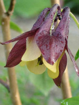 Aquilegia Oxysepala Oriental Columbine 100 Seeds USA Seller Garden Fresh - £19.59 GBP