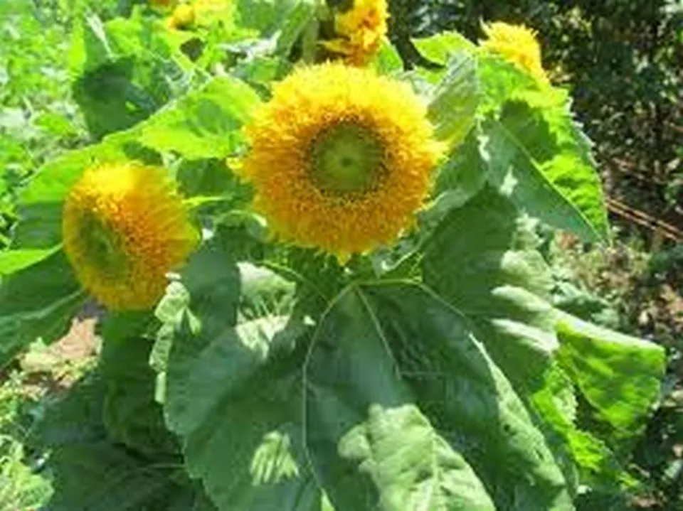100 Fresh Seeds Sunflower Teddy Bear - £9.38 GBP
