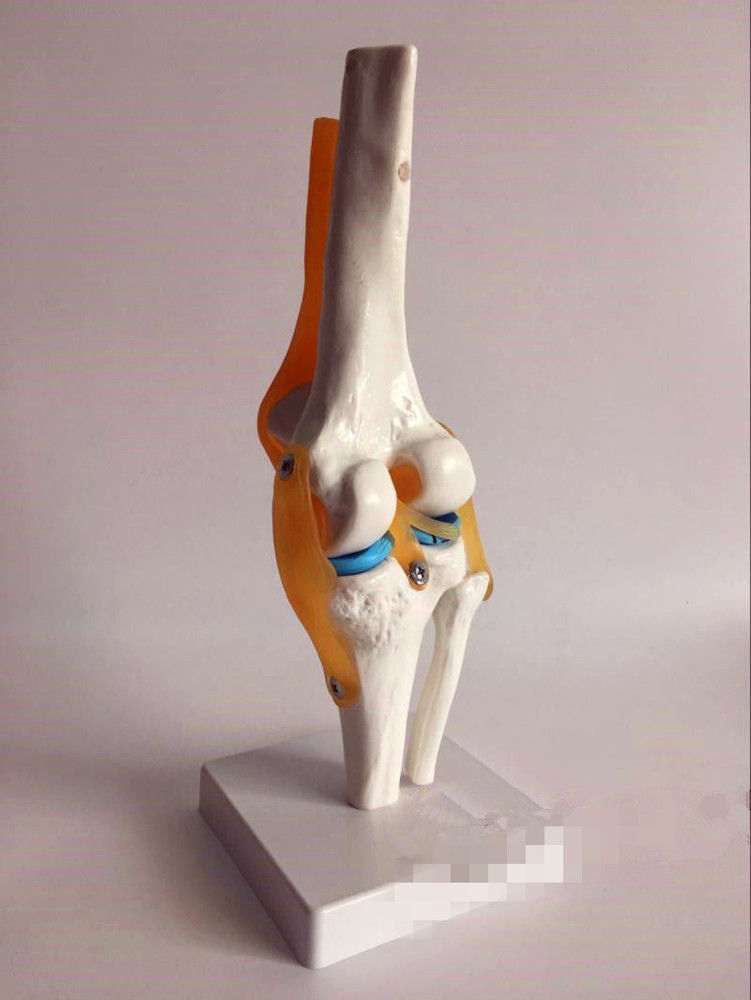 Life Size Knee Joint Model Human Skeleton Anatomy Study Display Teaching... - $26.98