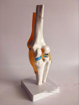 Life Size Knee Joint Model Human Skeleton Anatomy Study Display Teaching... - £21.31 GBP