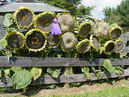 Mongolian Giant Sunflower 15 Seeds Gardening - £8.66 GBP