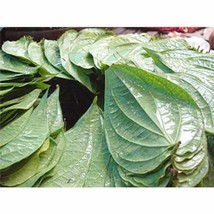 700 fresh vine betel Big size leaves, For marriage or birthday party program FS - £124.54 GBP