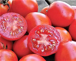 30 Seeds Siberian Tomato Seeds Heirloom Organic Non Gmo Fresh Fast Shipping - $8.99