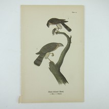 Bird Lithograph Print Sharp-shinned Hawk after John James Audubon Antique 1890 - £15.81 GBP