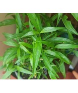 Starter Live Plant Linden Tea Plant - Justicia Pectoralis - Planta de Tilo - €21,56 EUR