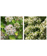 PHYSOCARPUS &#39;RASPBERRY LEMONADE&#39; - Ninebark - Starter Plant - Approx 5-7... - $39.99