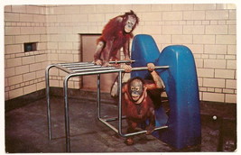 Orangutans Zoological Park Detroit Michigan great ape exhibit Postcard U... - £4.57 GBP