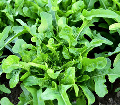 1000 Oak Leaf Lettuce Seeds Heirloom Seed 2024 Non-Gmo Fresh Garden - $6.34