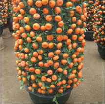 Mandarin Orange Dwarf Seeds Indoors Outdoors Fruit Tree, 30 seeds - £10.06 GBP