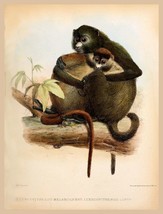 Decor Poster.Home interior design.Room wall print.Exotic Blue monkey.Nature.6783 - £14.09 GBP+