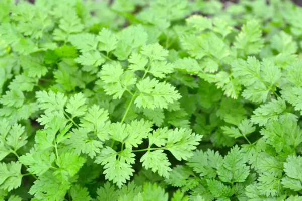 Chervil 500 Gourmet Plain Leaf French Parsley Herb Fresh Seeds - £9.50 GBP