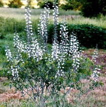 50 White Wild Indigo Baptisia Alba Native Pollinator Flower Seeds From US - £6.59 GBP