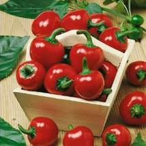 Ship From Us Large Red Cherry Hot Pepper - 2 G Packet ~250 Seeds - Heirloom TM11 - £13.71 GBP