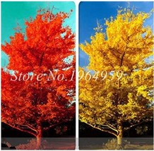 Ginkgo Tree African Bright Tree Garden USA Seller - $20.00