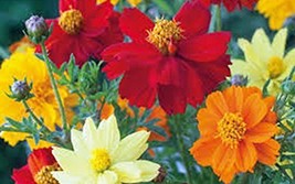 Bright Lights Cosmos 1000+ Seeds Newly Harvested, Beautiful Bright Flower - £10.15 GBP