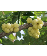Phyllanthus acidus Otaheite Gooseberry - £3.87 GBP